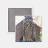 Staaruil Magneet (Voorkant / Achterkant)