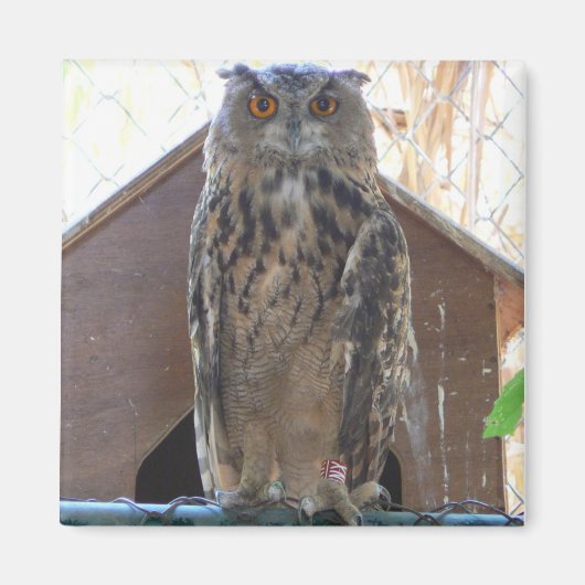 Staaruil Magneet (Voorkant)