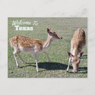 staat Texas Briefkaart