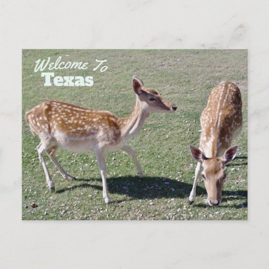 staat Texas Briefkaart (Voorkant)