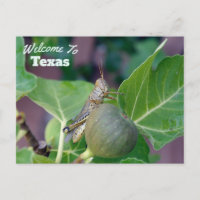 staat Texas
