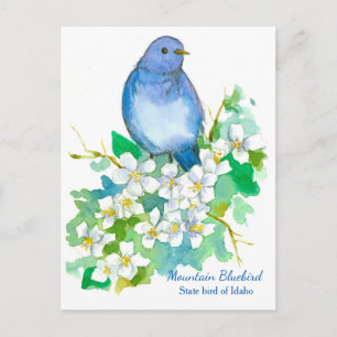 Staat vogel van Idaho Mountain Bluebird Briefkaart