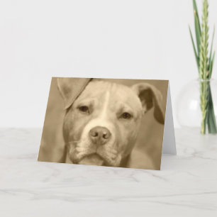 Staffie doux font face à la carte de voeux
