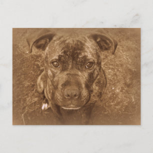 Staffordshire Bull Terrier Briefkaart