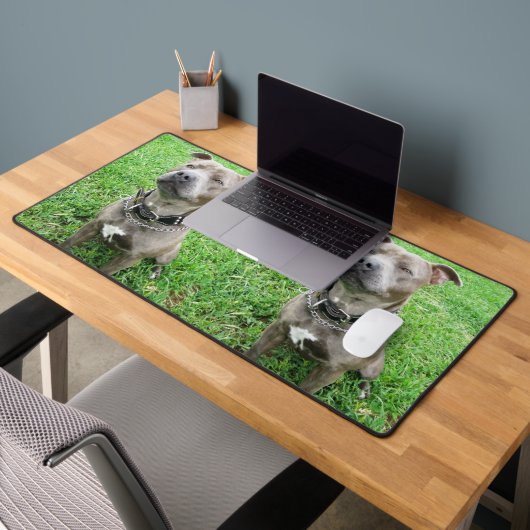 Staffordshire Bull Terrier, bureaumat (Kantoor 2)