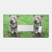 Staffordshire Bull Terrier, bureaumat (Keyboard & Muis)