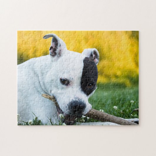 Staffordshire Bull Terrier Chien Jigsaw Puzzle Puz (Horizontal)