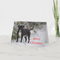 Staffordshire Bull terrier