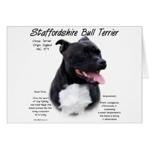 Staffordshire Bull Terrier Histoire