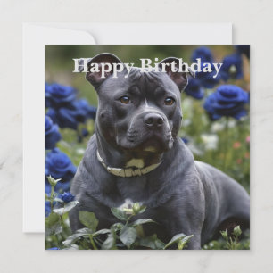 Staffordshire Bull Terriër in Blue Roos Garden,