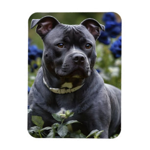 Staffordshire Bull Terriër in Blue Roos Garden, Magneet
