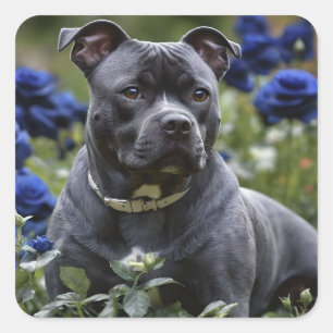 Staffordshire Bull Terriër in Blue Roos Garden, Vierkante Sticker