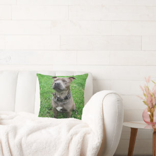 Staffordshire Bull Terrier in de houding, Kussen