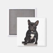 Staffordshire Bull Terrier Magnet (Recto/Verso)