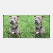 Staffordshire Bull Terrier, Mat de bureau (Recto)