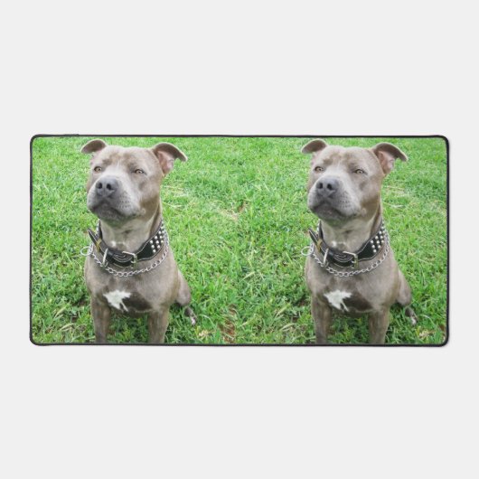 Staffordshire Bull Terrier, Mat de bureau (Recto)