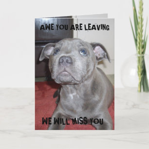 Staffordshire Bull Terrier Puppy, Bonvoyage Kaart