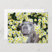 Staffordshire Bull Terrier Puppy in the Daisies Briefkaart (Voorkant / Achterkant)