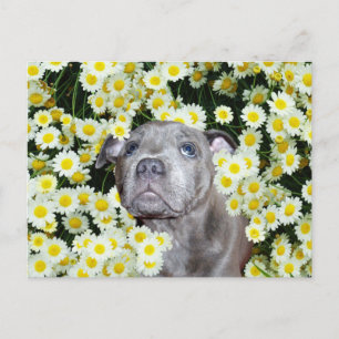 Staffordshire Bull Terrier Puppy in the Daisies Briefkaart