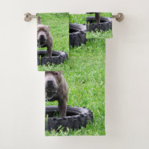 Staffordshire Bull Terrier speeltijd,