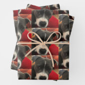 Staffordshire Bull Terrier Wrapping Paper (In situ)