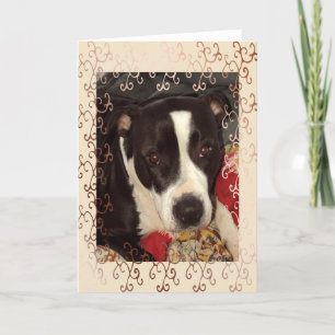 Staffordshire Terrier Blank Kaart
