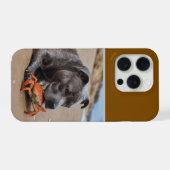 Staffy est ami avec un crabe de plage,  (Verso Horizontal)