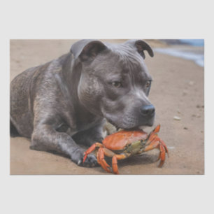 Staffy is bevriend met een strandkrab, tissuepapier