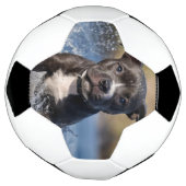 Staffy puppy spatten in het Zee, Voetbal (Gedraaid)