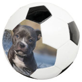 Staffy puppy spatten in het Zee, Voetbal (Drie kwart)