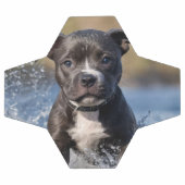 Staffy puppy spatten in het Zee, Voetbal (Enkel)