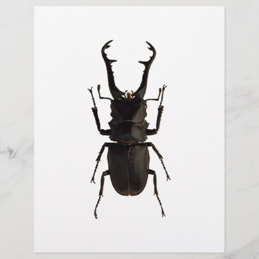 Stag Beetle (Voorkant)