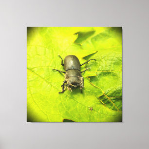 Stag Beetle, Beetles, Bug Canvas Afdruk
