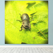 Stag Beetle, Beetles, Bug Canvas Afdruk (Insitu (Houten vloer))