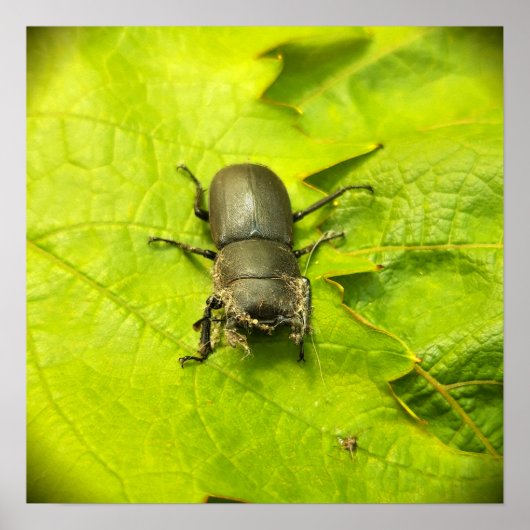 Stag Beetle, Beetles, Bug Poster (Voorkant)