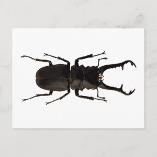 Stag Beetle Briefkaart