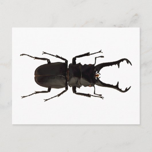 Stag Beetle Briefkaart (Voorkant)