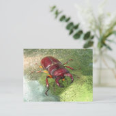 Stag Beetle ~ carte postale (Debout devant)