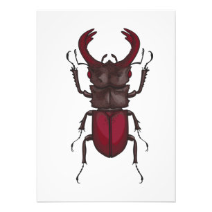 Stag beetle foto afdruk