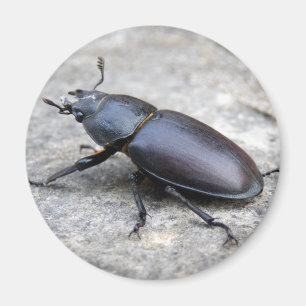 Stag Beetle Magnet Magneet