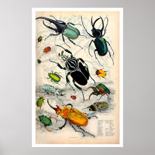 Stag Beetles afdrukken Poster (Voorkant)