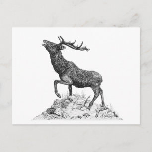 Stag - Blank Briefkaart