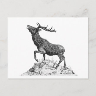 Stag - Blank Briefkaart