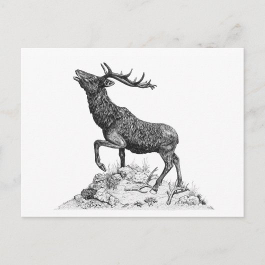 Stag - Blank Briefkaart (Voorkant)