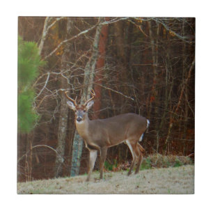 Stag/Buck Deer Oak Camouflage Tegeltje