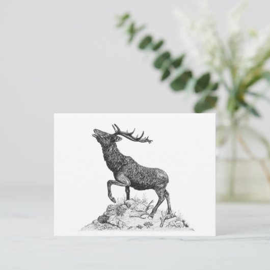 Stag - Carte postale vide (Debout devant)