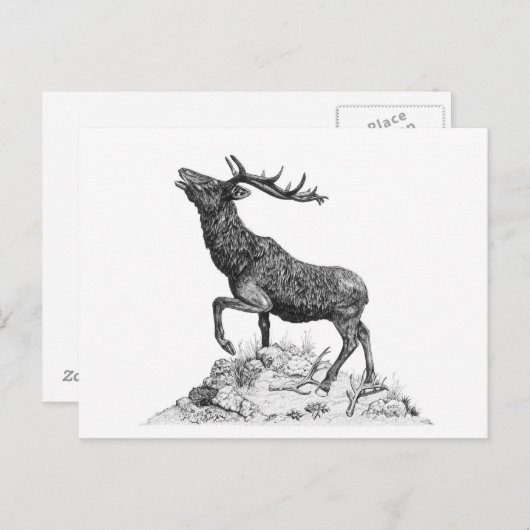 Stag - Carte postale vide (Devant / Derrière)