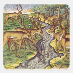 Stag Hunt uit 'Brevis Narratio' Vierkante Sticker