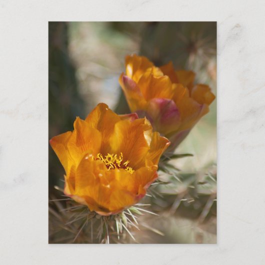 Staghorn Cholla Cactus Blossom Briefkaart (Voorkant)
