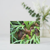 Staghorn Fern Briefkaart (Staand voorkant)